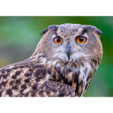 Bird Photography Bootcamp: Mastering Fast Action with Matt Kloskowski 3
