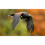Bird Photography Bootcamp: Mastering Fast Action with Matt Kloskowski 4