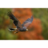 Bird Photography Bootcamp: Mastering Fast Action with Matt Kloskowski 5