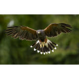 Bird Photography Bootcamp: Mastering Fast Action with Matt Kloskowski 6