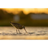 Bird Photography Bootcamp: Mastering Fast Action with Matt Kloskowski 7