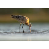 Bird Photography Bootcamp: Mastering Fast Action with Matt Kloskowski 8