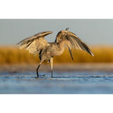 Bird Photography Bootcamp: Mastering Fast Action with Matt Kloskowski 9
