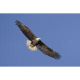 Bird Photography Bootcamp: Mastering Fast Action with Matt Kloskowski 10