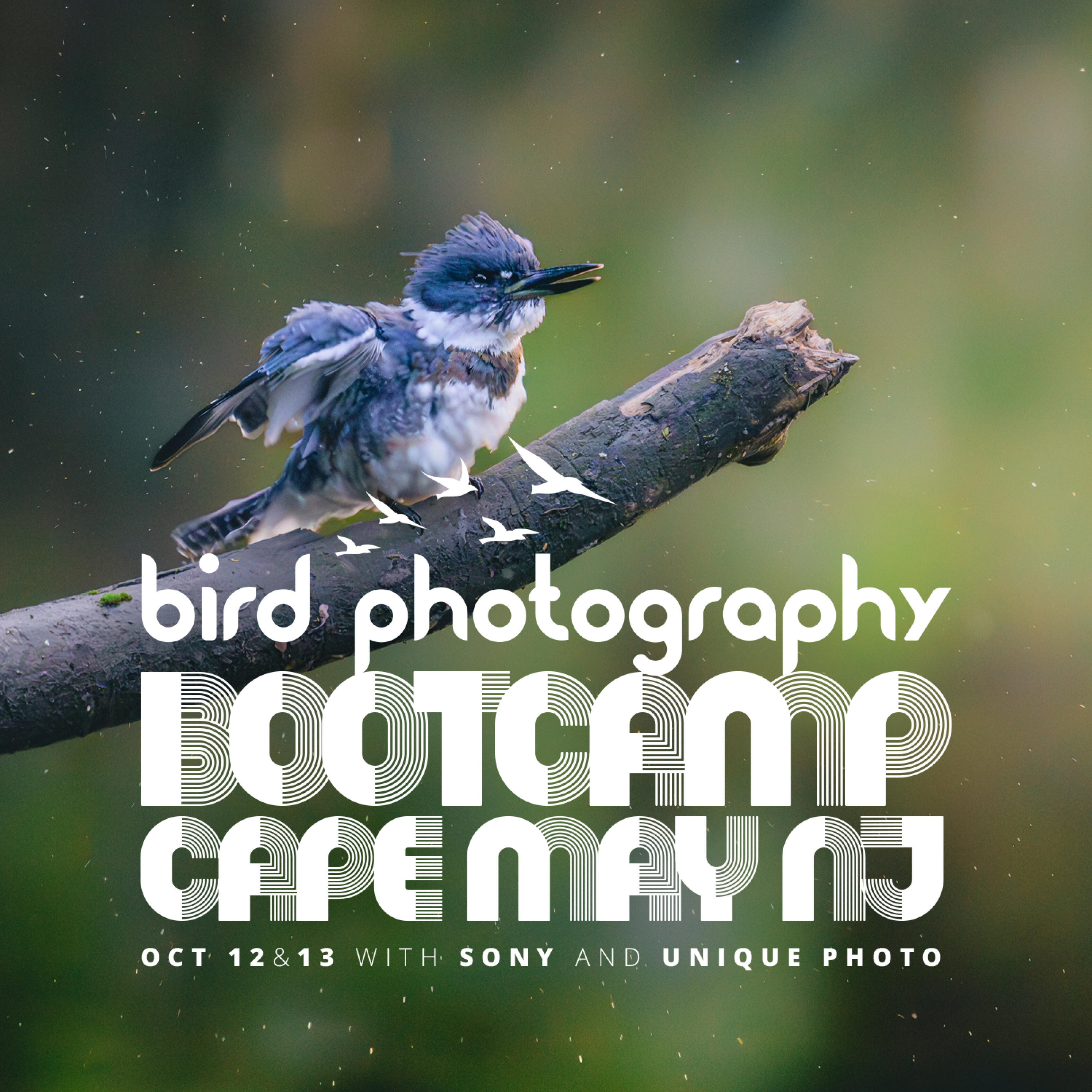 Bird Photography Bootcamp: Morning Magic Sunrise Photowalk at Higbee Beach