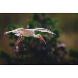Bird Photography Bootcamp: Capturing Nature and Timing with Bobby Stormer 1