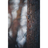 Bird Photography Bootcamp: Capturing Nature and Timing with Bobby Stormer 2