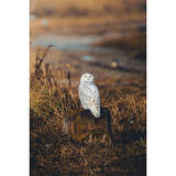 Bird Photography Bootcamp: Capturing Nature and Timing with Bobby Stormer 3