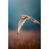 Bird Photography Bootcamp: Capturing Nature and Timing with Bobby Stormer 4