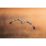 Bird Photography Bootcamp: Capturing Nature and Timing with Bobby Stormer 7