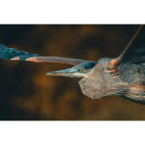 Bird Photography Bootcamp: Capturing Nature and Timing with Bobby Stormer 8