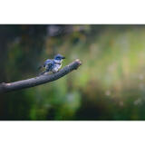 Bird Photography Bootcamp: Capturing Nature and Timing with Bobby Stormer 9