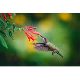 Bird Photography Bootcamp: Capturing Nature and Timing with Bobby Stormer 10