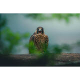 Bird Photography Bootcamp: Capturing Nature and Timing with Bobby Stormer 11
