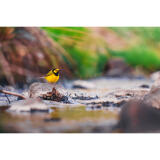 Bird Photography Bootcamp: Capturing Nature and Timing with Bobby Stormer 12