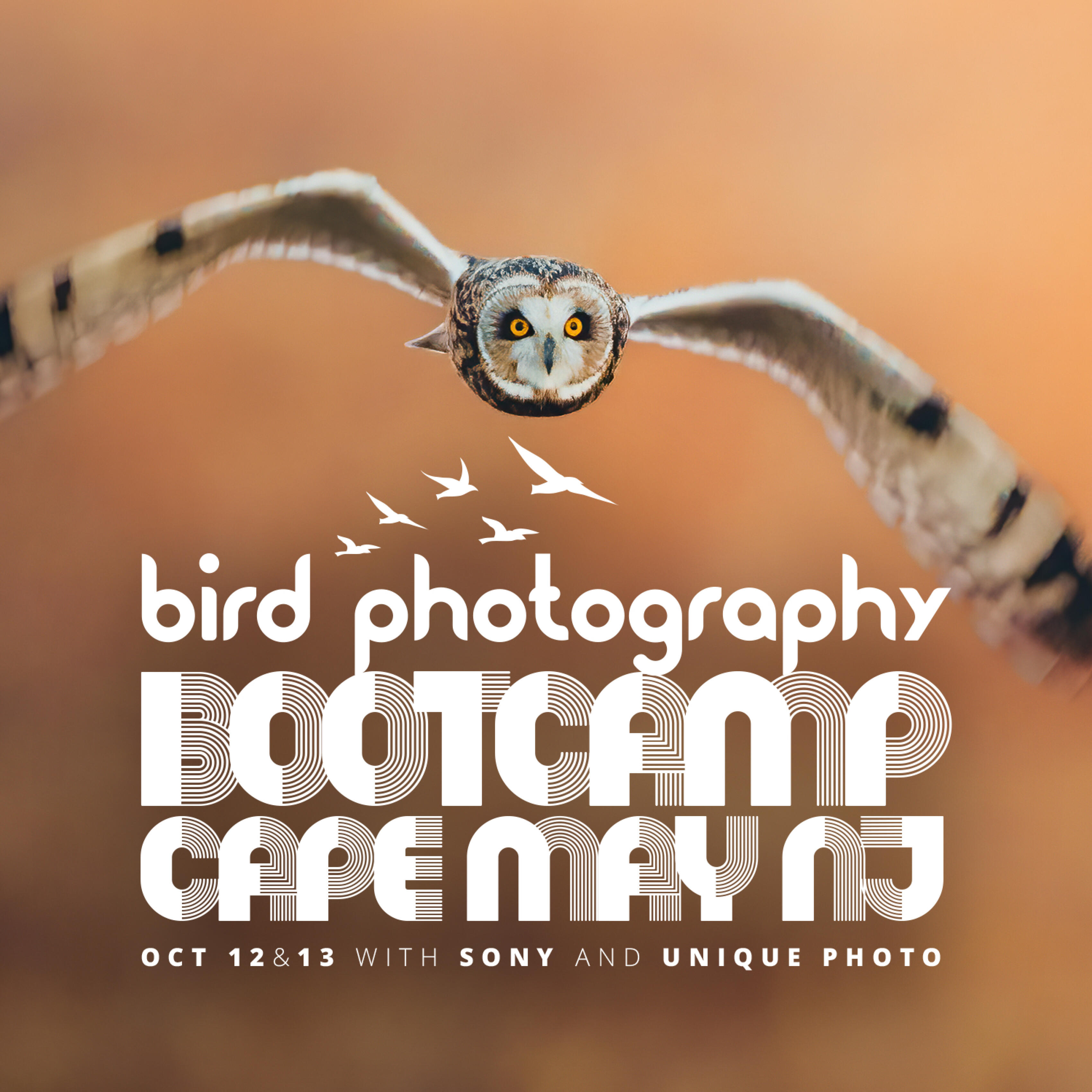 Bird Photography Bootcamp: Capturing Nature and Timing with Bobby Stormer
