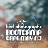 Bird Photography Bootcamp: Evening Photowalk at South Cape May Meadows 0