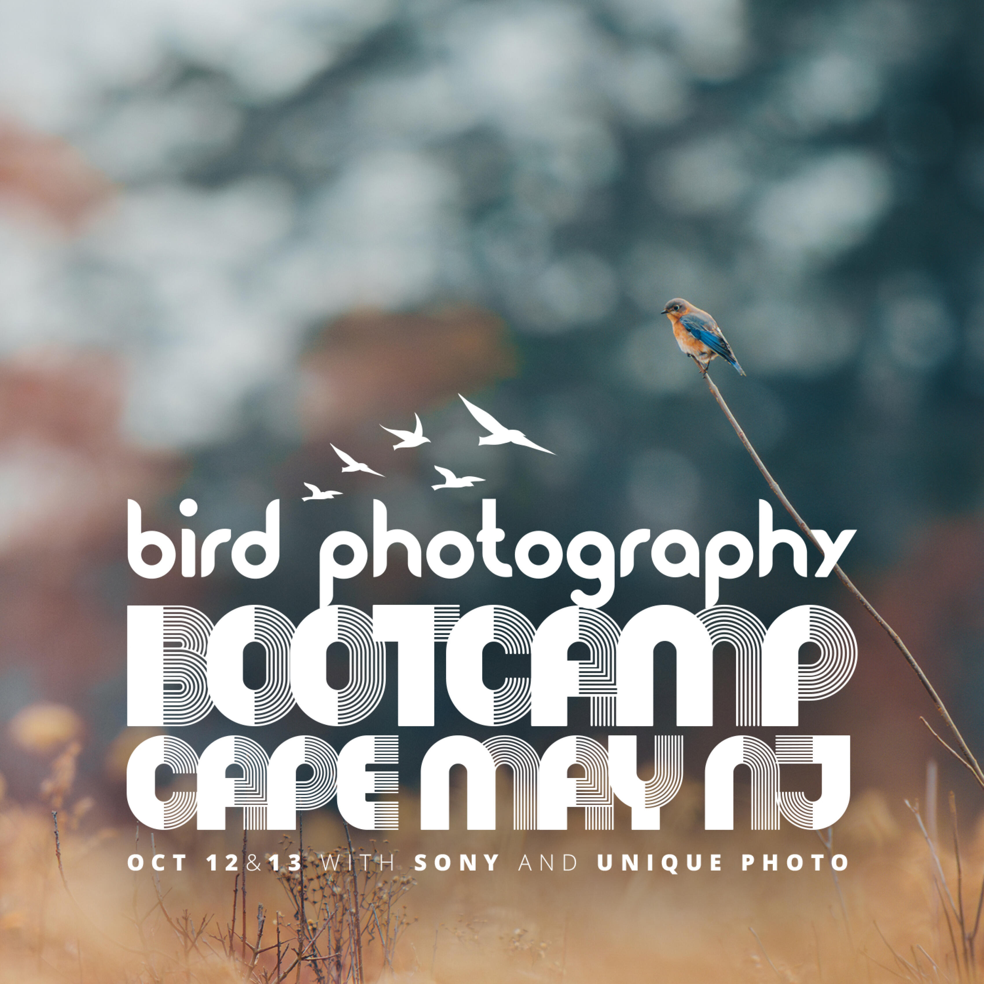 Bird Photography Bootcamp: Evening Photowalk at South Cape May Meadows
