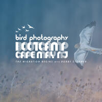 Bird Photography Bootcamp: The Migration Begins with Bobby Stormer 0