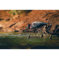 Bird Photography Bootcamp: The Migration Begins with Bobby Stormer 1