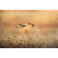 Bird Photography Bootcamp: The Migration Begins with Bobby Stormer 2