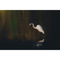 Bird Photography Bootcamp: The Migration Begins with Bobby Stormer 3