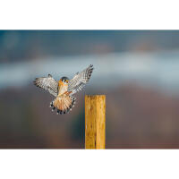 Bird Photography Bootcamp: The Migration Begins with Bobby Stormer 4