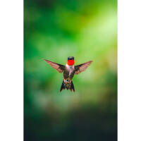 Bird Photography Bootcamp: The Migration Begins with Bobby Stormer 5