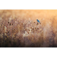 Bird Photography Bootcamp: The Migration Begins with Bobby Stormer 7