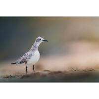 Bird Photography Bootcamp: The Migration Begins with Bobby Stormer 8
