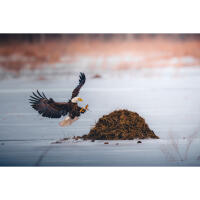 Bird Photography Bootcamp: The Migration Begins with Bobby Stormer 9