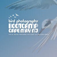 Bird Photography Bootcamp: Tips for Birds in Flight with Melissa Groo 0