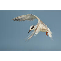 Bird Photography Bootcamp: Tips for Birds in Flight with Melissa Groo 3