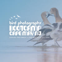 Bird Photography Bootcamp: Evening Photowalk at Cape May Point with Sony 0