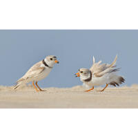 Bird Photography Bootcamp: Evening Photowalk at Cape May Point with Sony 4