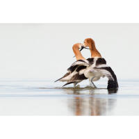 Bird Photography Bootcamp: Evening Photowalk at Cape May Point with Sony 6