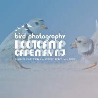 Bird Photography Bootcamp: Sunrise Photowalk at Higbee Beach with Sony 0