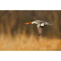 Bird Photography Bootcamp: Sunrise Photowalk at Higbee Beach with Sony 2
