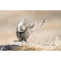 Bird Photography Bootcamp: Sunrise Photowalk at Higbee Beach with Sony 7