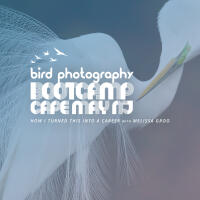 Bird Photography Bootcamp: How I Turned This Into a Career with Melissa Groo 0