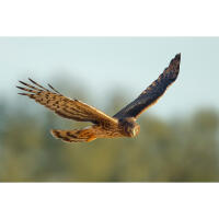 Bird Photography Bootcamp: How I Turned This Into a Career with Melissa Groo 1