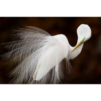 Bird Photography Bootcamp: How I Turned This Into a Career with Melissa Groo 5