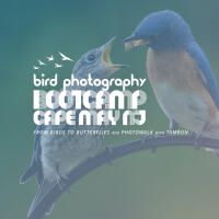 Bird Photography Bootcamp: From Birds to Butterflies with Ken Hubbard 0