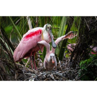 Bird Photography Bootcamp: From Birds to Butterflies with Ken Hubbard 1