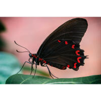Bird Photography Bootcamp: From Birds to Butterflies with Ken Hubbard 2