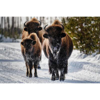 Bird Photography Bootcamp: From Birds to Butterflies with Ken Hubbard 4