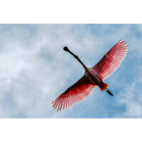 Bird Photography Bootcamp: From Birds to Butterflies with Ken Hubbard 5