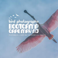 Bird Photography Bootcamp: Photowalk at Cape May Meadows with Tamron 0