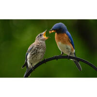 Bird Photography Bootcamp: Photowalk at Cape May Meadows with Tamron 2