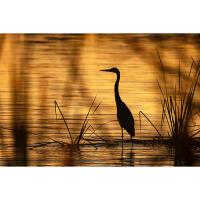 Bird Photography Bootcamp: Photowalk at Cape May Meadows with Tamron 4